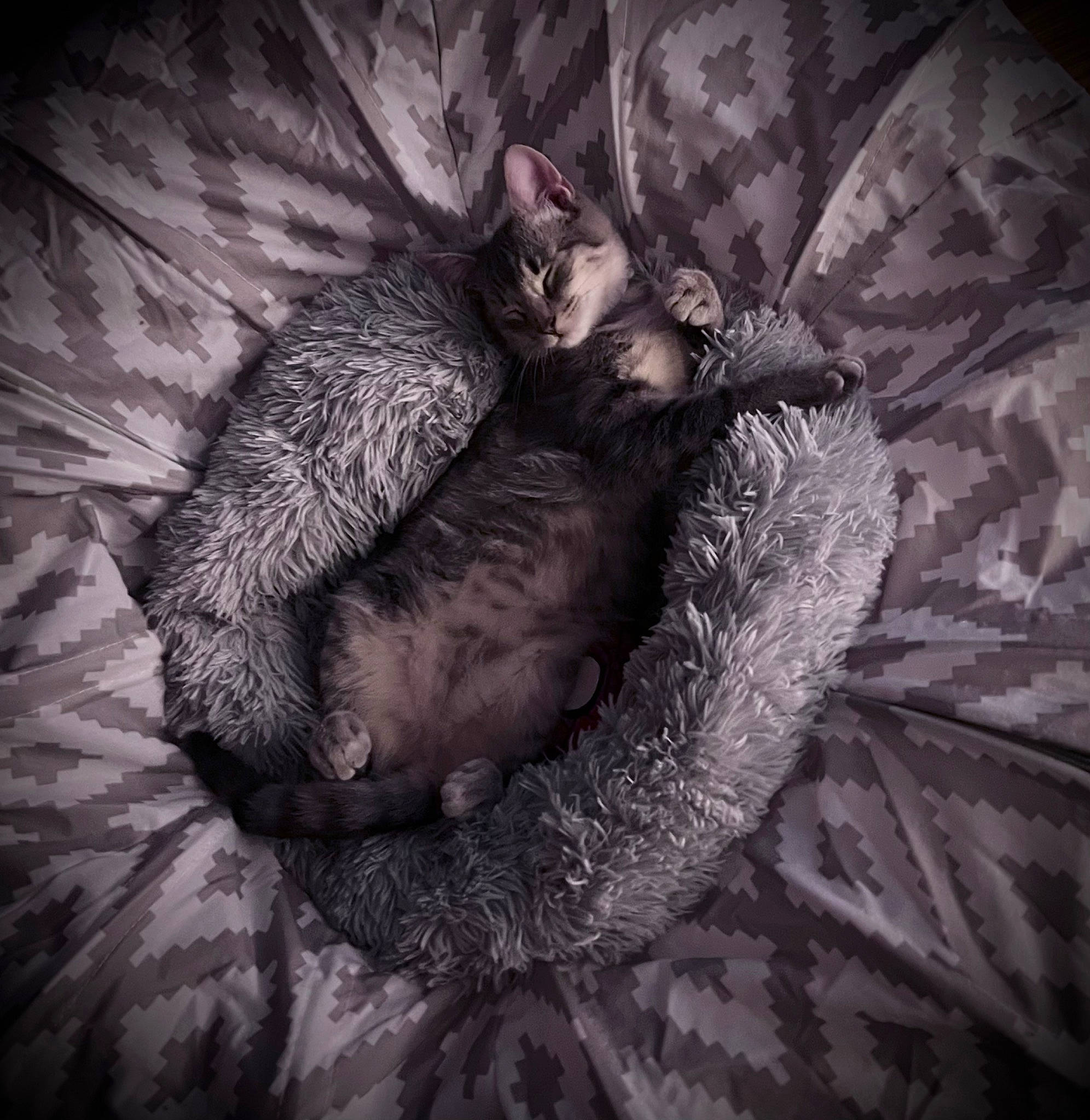 Ezio is registered to the contest to win money with this photo: canidae, carnivore, cat, claw, cloud, comfort, darkness, dog_breed, felidae, fur, grey, monochrome, monochrome_photography, nap, paw, small_to_medium_sized_cats, sporting_group, tail, tints_and_shades, whiskers