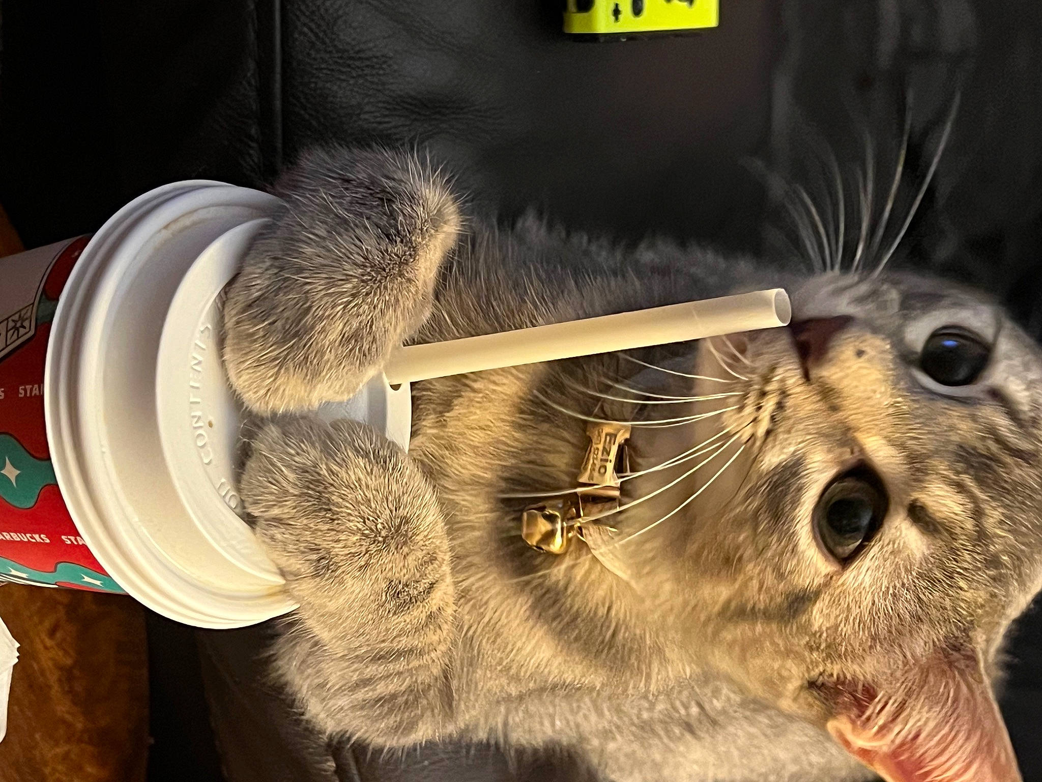 Ezio joined the competition — help win amazing prizes! big_cats, circle, claw, domestic_short_haired_cat, feather, felidae, fur, metal, paw, photo_caption, small_to_medium_sized_cats, snout, terrestrial_animal, whiskers, wildlife