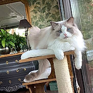 Uno participe au concours pour gagner de l'argent avec cette photo : cat, fluffy, blue_eyes, cat_tree, indoor, furniture, mirror, plants, wooden_floor, decor, vintage, lamp, window, relaxed, pet, home, animal, resting, portrait, cozy