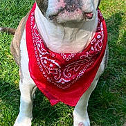 Mistertunk a rejoint le concours — aidez-le/la à gagner de superbes lots ! dog, bandana, red_bandana, grass, outdoor, pet, canine, white_paws, brown_spots, ears_up, close_up, daylight, nature, animal, friendly, portrait, sitting, cute, alert, snout