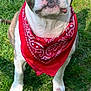 dog, bandana, red_bandana, grass, outdoor, pet, canine, white_paws, brown_spots, ears_up, close_up, daylight, nature, animal, friendly, portrait, sitting, cute, alert, snout