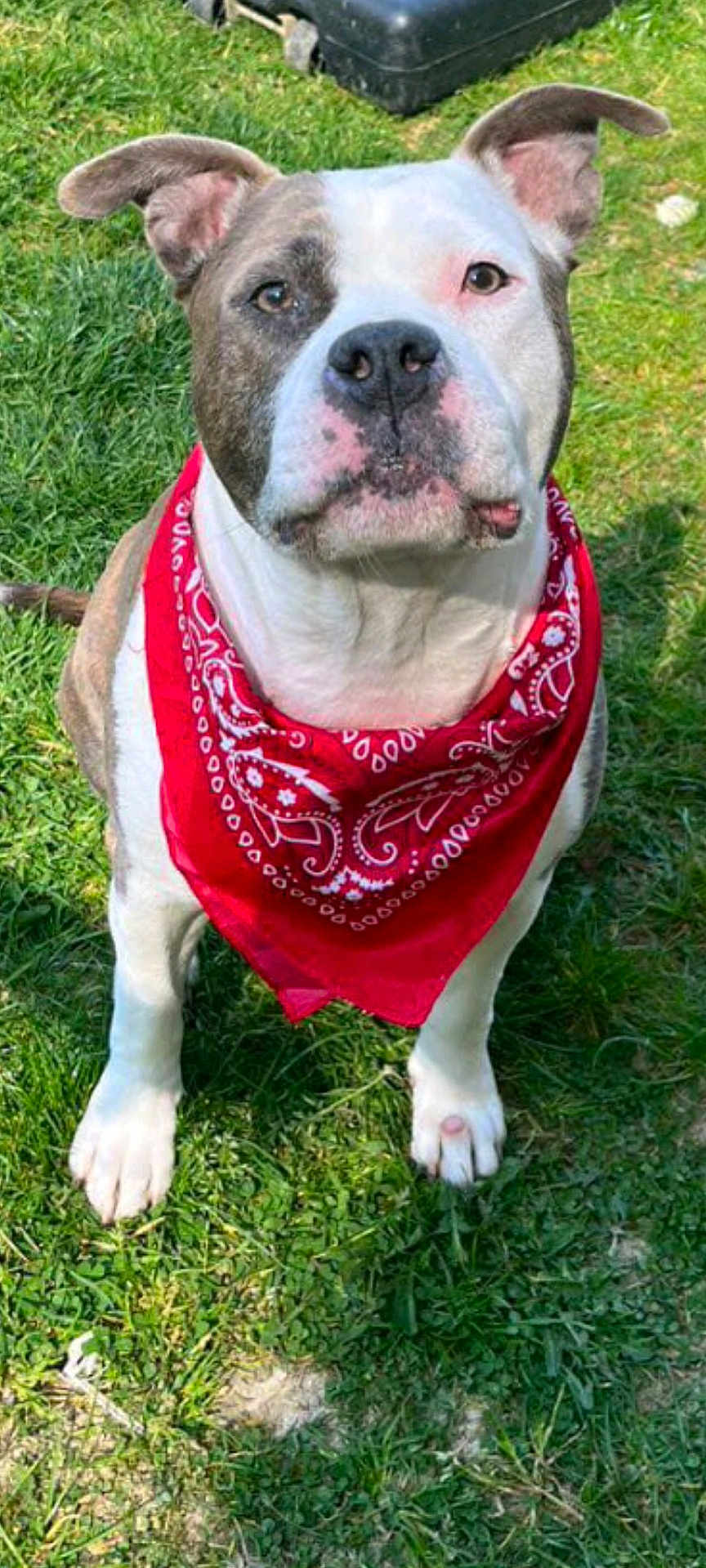 Mistertunk a rejoint le concours — aidez-le/la à gagner de superbes lots ! dog, bandana, red_bandana, grass, outdoor, pet, canine, white_paws, brown_spots, ears_up, close_up, daylight, nature, animal, friendly, portrait, sitting, cute, alert, snout