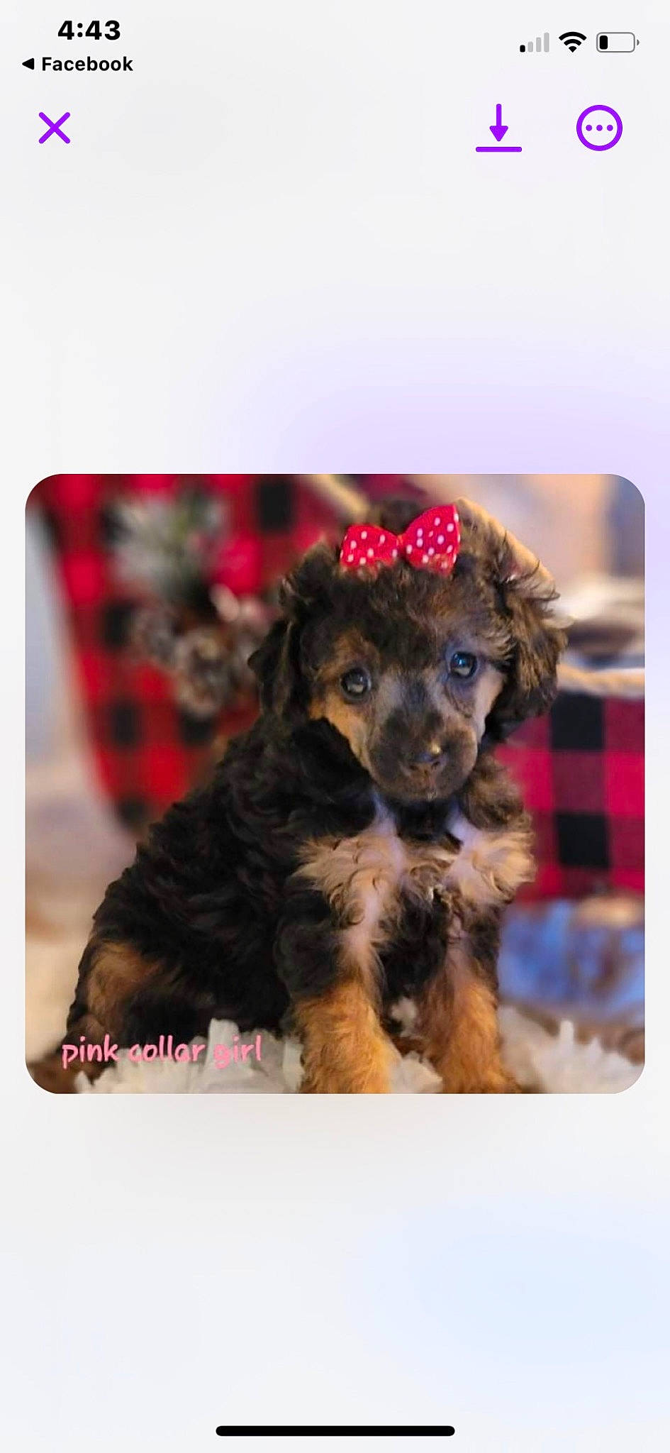 Mia joined the competition — help win amazing prizes! carnivore, companion_dog, dog, dog_breed, dog_collar, dog_supply, fashion_accessory, font, fur, magenta, pattern, paw, pet_supply, rectangle, sleeve, square, tartan, toy_dog, working_animal, working_dog