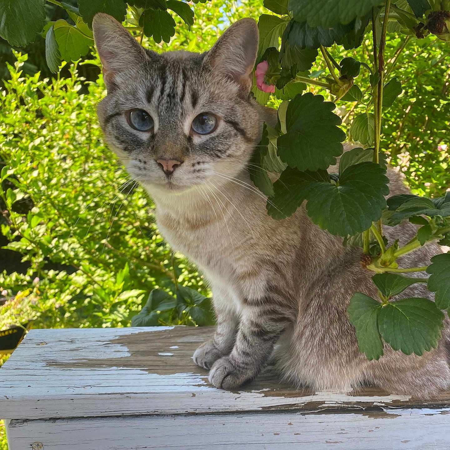 Grayson is registered to the contest to win money with this photo: cat, animal, pet, blue_eyes, fur, whiskers, nature, greenery, leaves, outdoor, sunlight, wood, wooden_surface, plant, close_up, cute, portrait, feline, curious, sitting