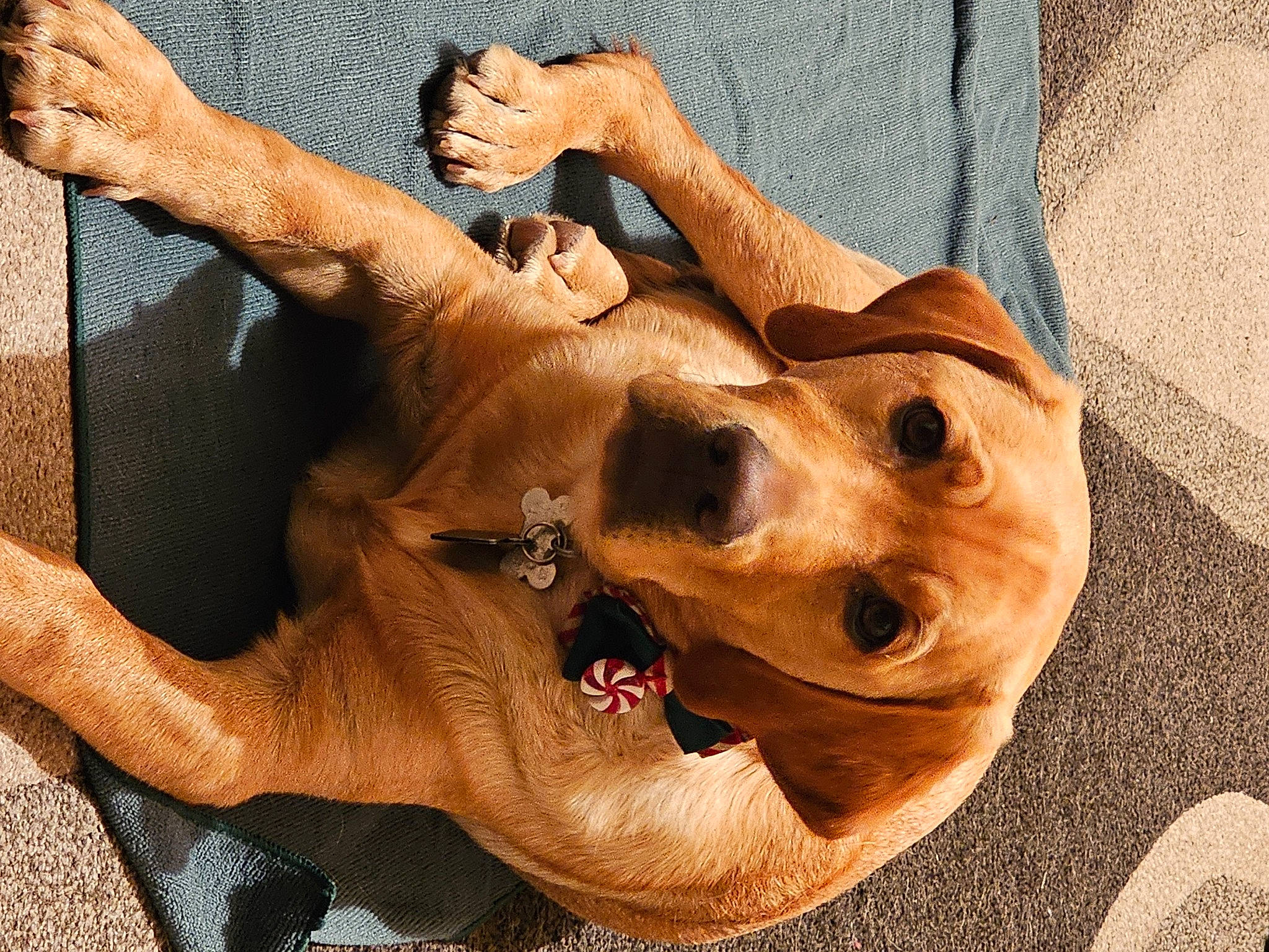 Milkshake is registered to the contest to win money with this photo: art, canidae, carnivore, companion_dog, dog, dog_breed, ear, fawn, fur, gesture, jaw, sculpture, snout, sporting_group, statue, terrestrial_animal, whiskers, wood, working_animal, wrinkle