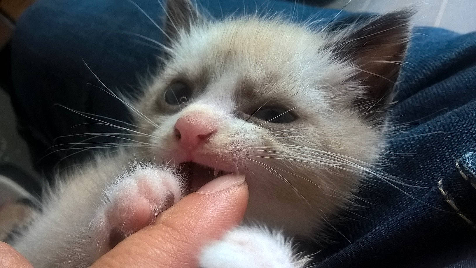 Candy a rejoint le concours — aidez-le/la à gagner de superbes lots ! carnivore, cat, comfort, domestic_short_haired_cat, fawn, felidae, fur, nap, paw, small_to_medium_sized_cats, whiskers