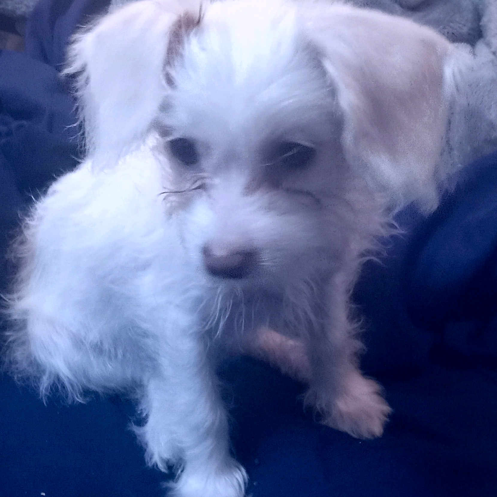 Beana joined the competition — help win amazing prizes! animal, blanket, canine, cozy, cute, dog, domestic_animal, fluffy, fur, furry, indoors, pet, portrait, puppy, resting, sitting, small_dog, soft, white_fur, young_dog