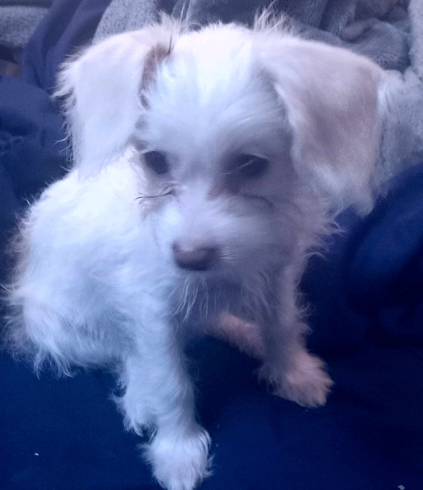 Beana joined the competition — help win amazing prizes! animal, blanket, canine, cozy, cute, dog, domestic_animal, fluffy, fur, furry, indoors, pet, portrait, puppy, resting, sitting, small_dog, soft, white_fur, young_dog