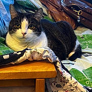 Nala joined the competition — help win amazing prizes! abyssinian, accessories, animal, bag, baggage, bed, cat, computer, couch, electronics, furniture, handbag, hardwood, kitten, laptop, manx, pet, plywood, purse, wood