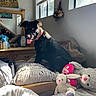 dog, black_dog, bed, pillow, plush_toy, bunny_toy, bear_toy, window, sunlight, mirror, dresser, collar, indoor, room, curious, pet, furniture, blanket, painting, cozy