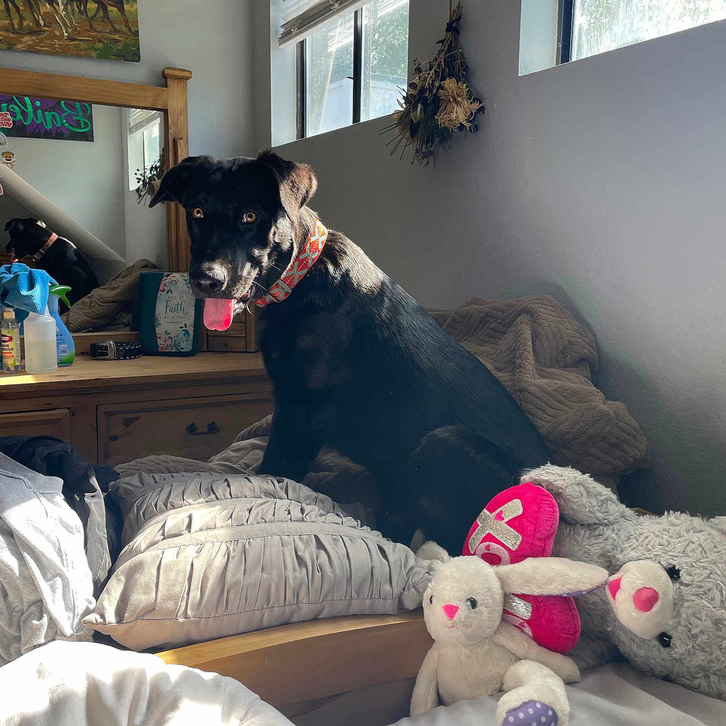 Cooper is registered to the contest to win money with this photo: dog, black_dog, bed, pillow, plush_toy, bunny_toy, bear_toy, window, sunlight, mirror, dresser, collar, indoor, room, curious, pet, furniture, blanket, painting, cozy