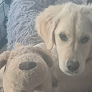 Vanille a rejoint le concours — aidez-le/la à gagner de superbes lots ! dog, puppy, stuffed_animal, plush_toy, blanket, fluffy, cozy, indoor, pet, cute, animal, face, fur, nose, ear, soft, comfort, closeup, young_dog, companion