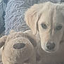 dog, puppy, stuffed_animal, plush_toy, blanket, fluffy, cozy, indoor, pet, cute, animal, face, fur, nose, ear, soft, comfort, closeup, young_dog, companion