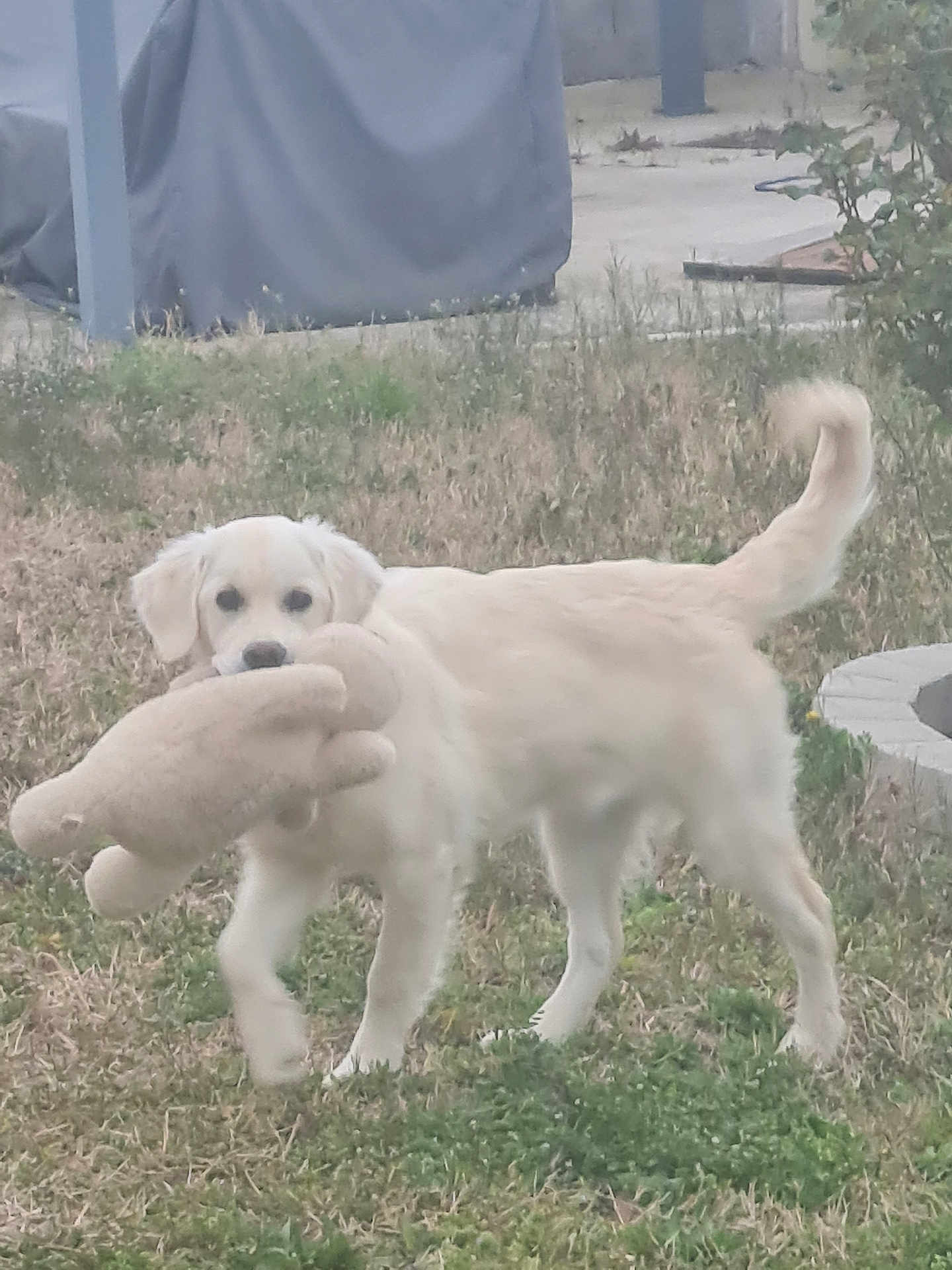 Vanille