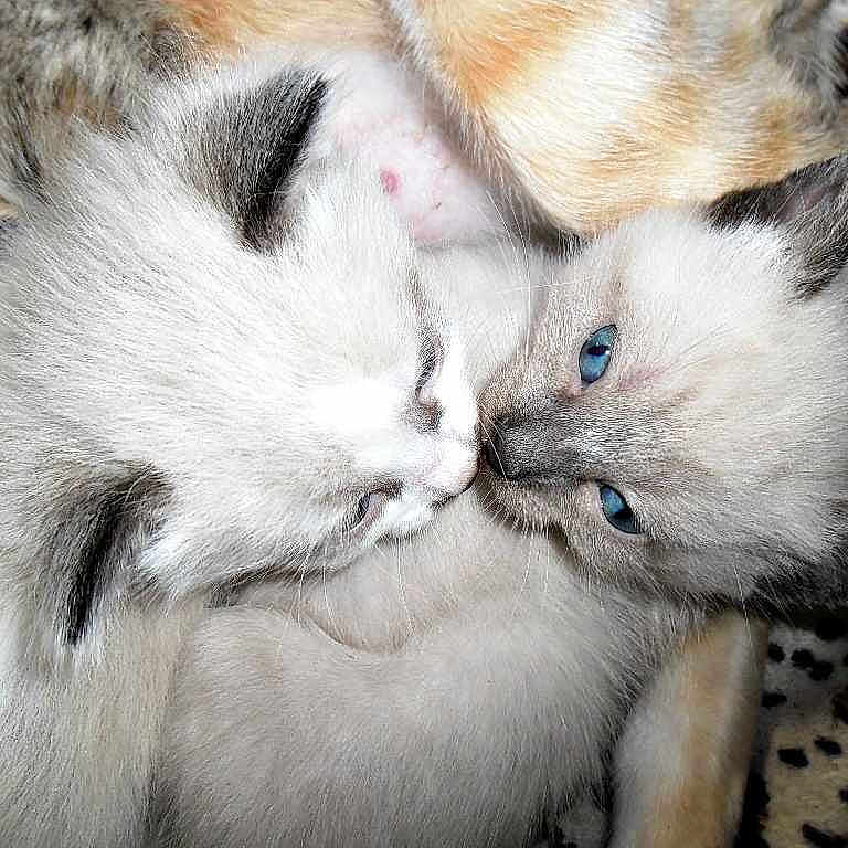 Mes Loulous