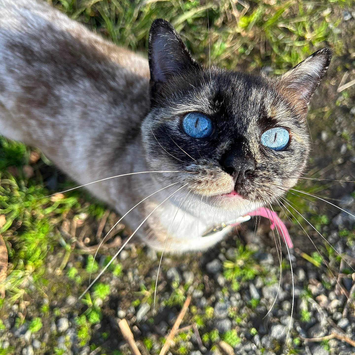 Amandine Auger a rejoint le concours — aidez-le/la à gagner de superbes lots ! accessories, animal, bodypart, cat, face, grass, gravel, head, kitten, manx, mouth, person, pet, plant, road, rock, siamese, soil, strap, tongue
