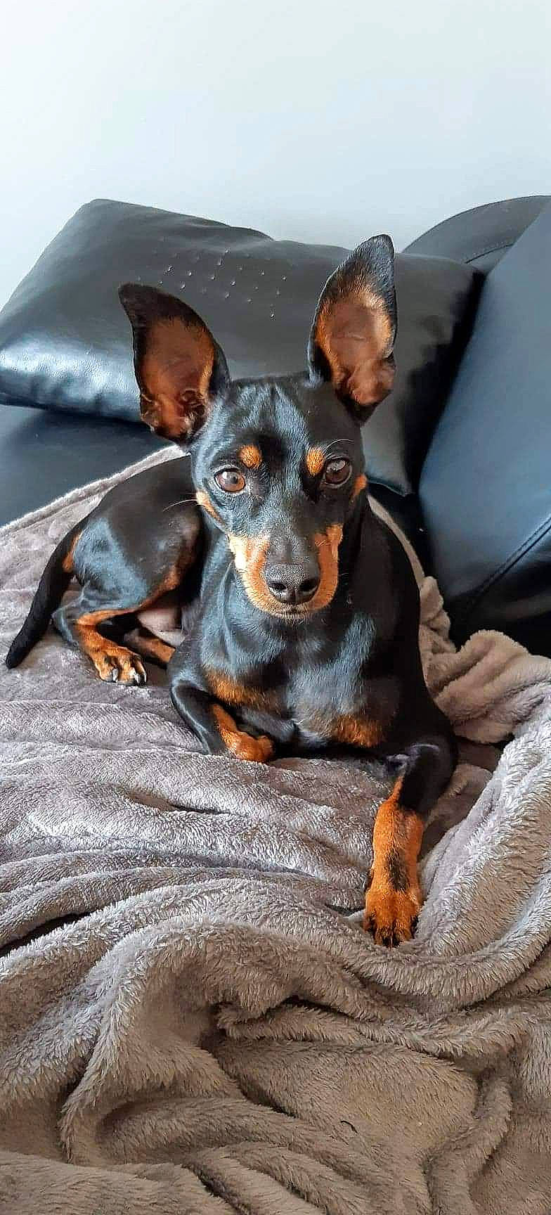 Nouky a rejoint le concours — aidez-le/la à gagner de superbes lots ! canidae, carnivore, comfort, companion_dog, couch, dog, dog_breed, ear, fawn, grey, guard_dog, head, puppy, sporting_group, toy_dog, whiskers, working_animal, working_dog