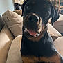 Stella is registered to the contest to win money with this photo: rottweiler, dog, puppy, tongue_out, couch, cushion, indoor, pet, canine, fur, black_and_tan, close_up, portrait, playful, animal, living_room, furniture, domestic, cute, young
