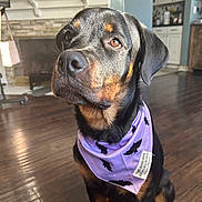 Stella is registered to the contest to win money with this photo: rottweiler, dog, purple_bandana, bat_pattern, indoor, living_room, fireplace, wooden_floor, kitchen, home_decor, pet, canine, attentive, sitting, brown_eyes, black_coat, sunlight, warm_light, flooring, animal