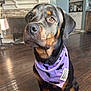 Stella is registered to the contest to win money with this photo: rottweiler, dog, purple_bandana, bat_pattern, indoor, living_room, fireplace, wooden_floor, kitchen, home_decor, pet, canine, attentive, sitting, brown_eyes, black_coat, sunlight, warm_light, flooring, animal