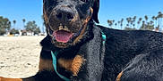 Stella joined the competition — help win amazing prizes! dog, rottweiler, puppy, beach, sand, sunny, blue_sky, outdoor, animal, pet, lying_down, happy, tongue_out, leash, collar, paw, nature, canine, summer, daytime