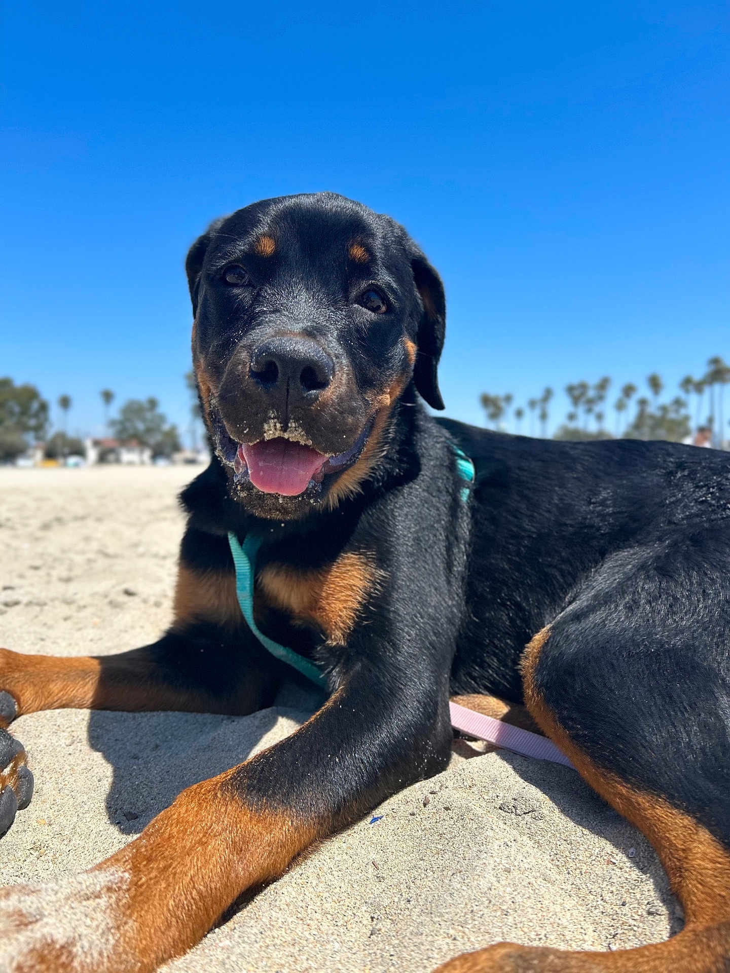 Stella