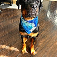 Stella joined the competition — help win amazing prizes! dog, rottweiler, bandana, blue_bandana, indoor, wooden_floor, pet, animal, sitting, portrait, brown_and_black, floor, sunlight, domestic, canine, fur, looking_away, closeup, expression, home