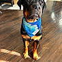 dog, rottweiler, bandana, blue_bandana, indoor, wooden_floor, pet, animal, sitting, portrait, brown_and_black, floor, sunlight, domestic, canine, fur, looking_away, closeup, expression, home