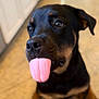 Stella joined the competition — help win amazing prizes! dog, rottweiler, tongue_out, pet, indoor, floor, tile_floor, animal, cute, playful, sitting, black_and_brown, canine, mammal, companion, looking_up, close_up, domestic, young_dog, friendly