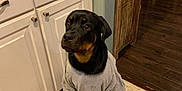 Stella joined the competition — help win amazing prizes! rottweiler, dog, pet, indoors, kitchen, tiled_floor, cabinet, gray_tshirt, floor, wooden_floor, furniture, animal, domestic_animal, sitting, cute, black_and_brown, canine, household, mammal, portrait