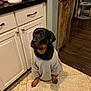 Stella joined the competition — help win amazing prizes! rottweiler, dog, pet, indoors, kitchen, tiled_floor, cabinet, gray_tshirt, floor, wooden_floor, furniture, animal, domestic_animal, sitting, cute, black_and_brown, canine, household, mammal, portrait