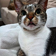Venus is registered to the contest to win money with this photo: cat, tabby, white_fur, close_up, pet, curious, green_eyes, tongue_out, indoor, blanket, couch, furniture, soft_texture, relaxed, whiskers, animal, mammal, cute, domestic_cat, resting