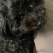 Rosie joined the competition — help win amazing prizes! dog, black_dog, curly_fur, pet, close_up, animal, canine, fur, resting, blanket, indoor, cute, companion, portrait, face, snout, whiskers, eyeball, soft_texture, cozy