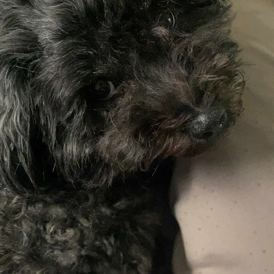 Rosie joined the competition — help win amazing prizes! animal, black_dog, blanket, canine, close_up, companion, cozy, curly_fur, cute, dog, eyeball, face, fur, indoor, pet, portrait, resting, snout, soft_texture, whiskers