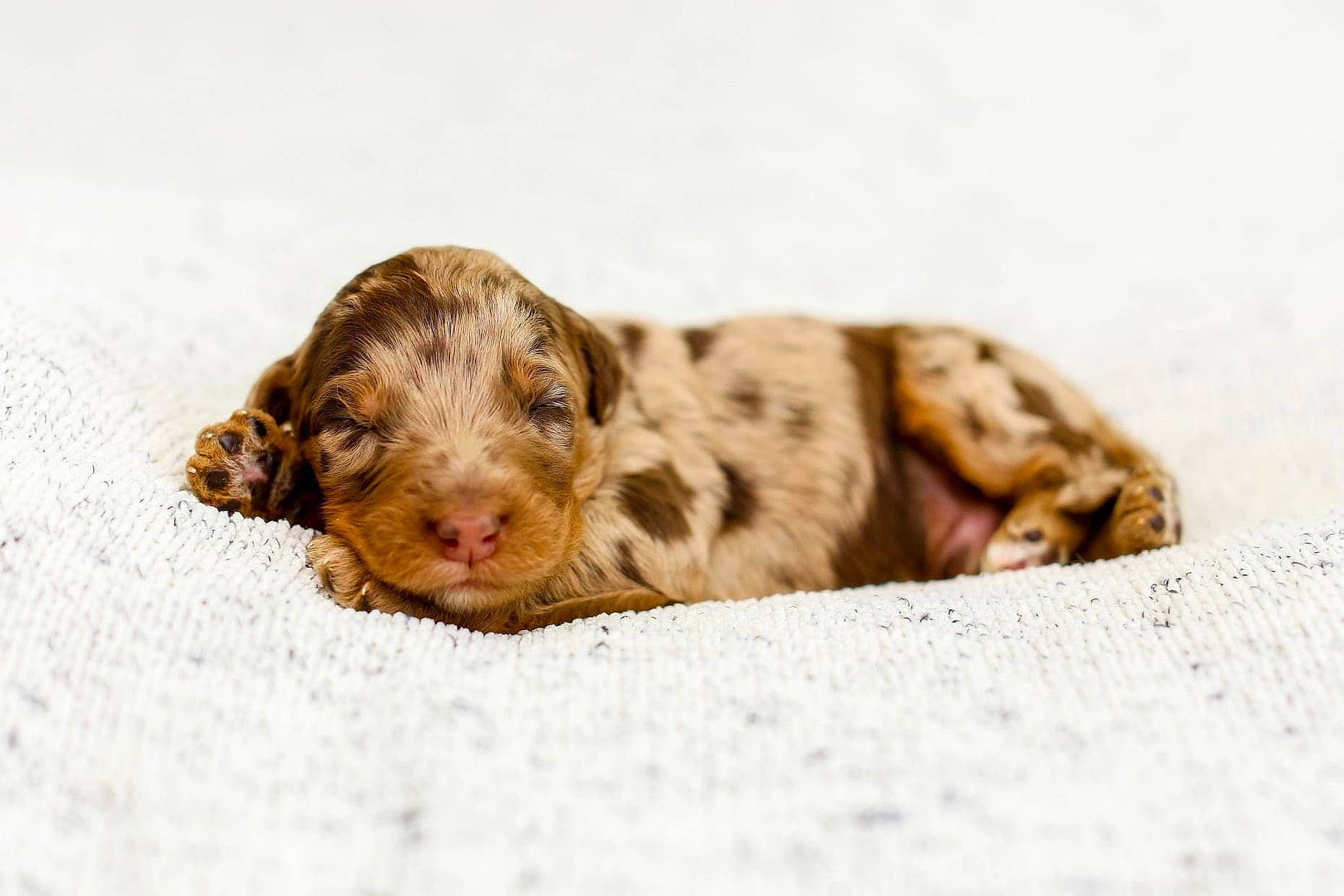 August is registered to the contest to win money with this photo: canidae, carnivore, dog_breed, fawn, fur, liver, paw, snout, sporting_group, terrestrial_animal, whiskers, wildlife