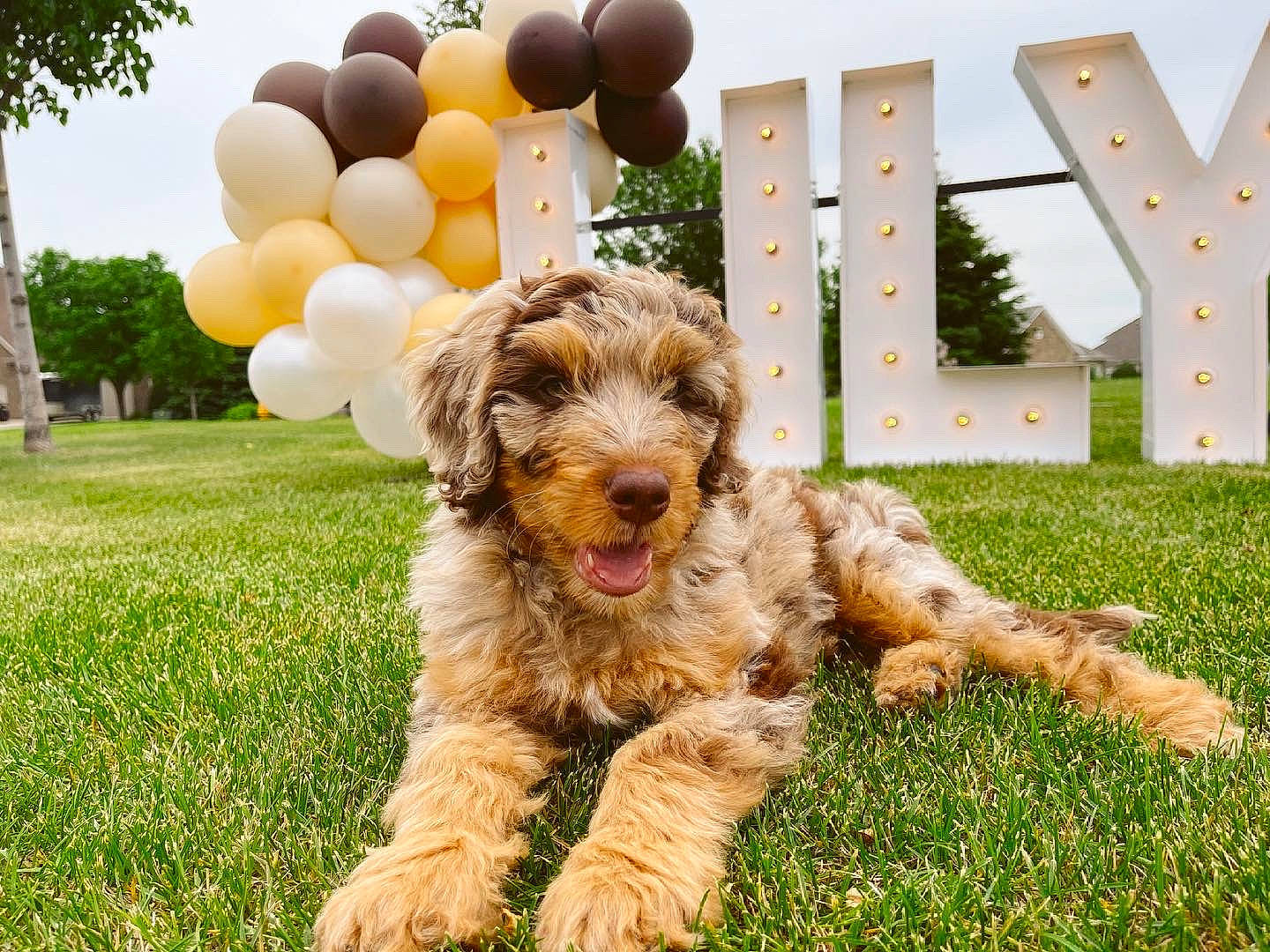 August joined the competition — help win amazing prizes! balloon, canidae, carnivore, companion_dog, dog, dog_breed, fur, grass, happy, labradoodle, landscape, plant, sky, snout, sporting_group, tennis_ball, terrier, toy_dog, tree, water_dog