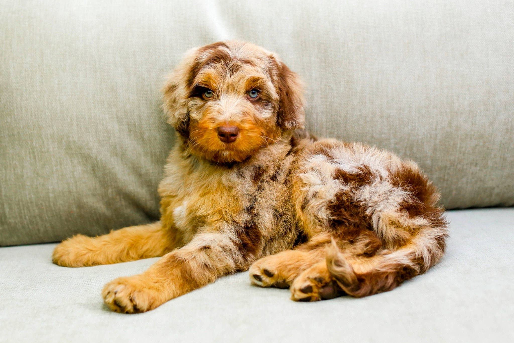 August is registered to the contest to win money with this photo: canidae, carnivore, comfort, companion_dog, dog, dog_breed, dog_food, fur, liver, paw, spaniel, sporting_group, street_dog, terrestrial_animal, terrier, toy, toy_dog, water_dog, working_animal