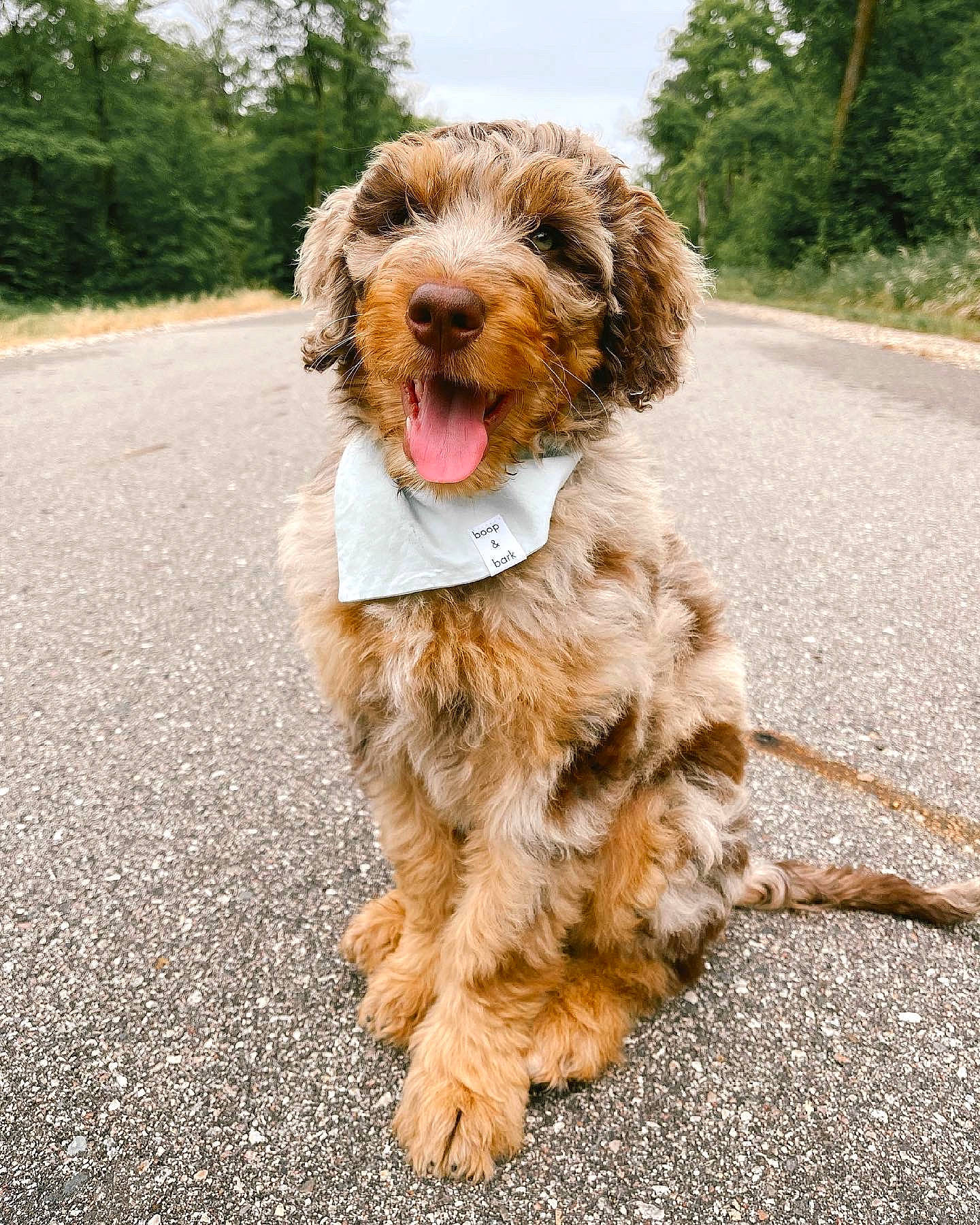 August is registered to the contest to win money with this photo: asphalt, canidae, carnivore, collar, companion_dog, dog, dog_breed, dog_collar, fur, liver, plant, road, road_surface, sky, snout, sporting_group, terrier, tree, walking, water_dog