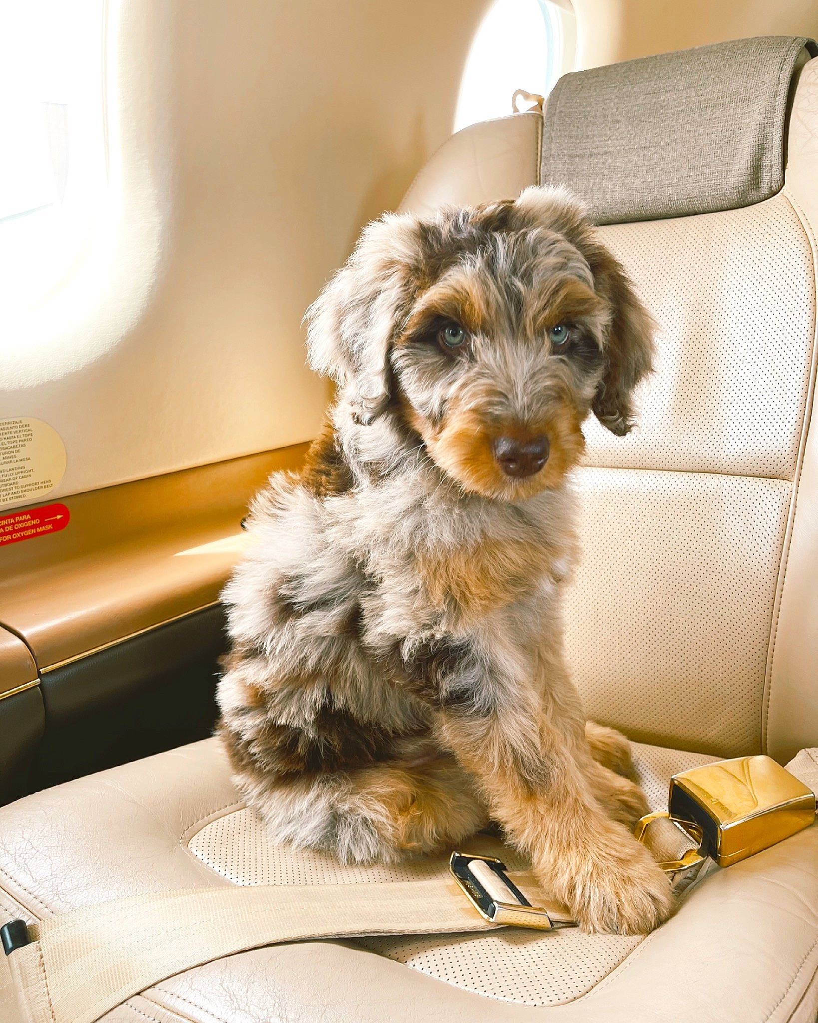 August joined the competition — help win amazing prizes! canidae, carnivore, chair, comfort, companion_dog, couch, dog, dog_breed, flooring, fur, puppy_love, room, small_terrier, snout, sporting_group, terrier, toy_dog, water_dog, working_animal, yorkipoo