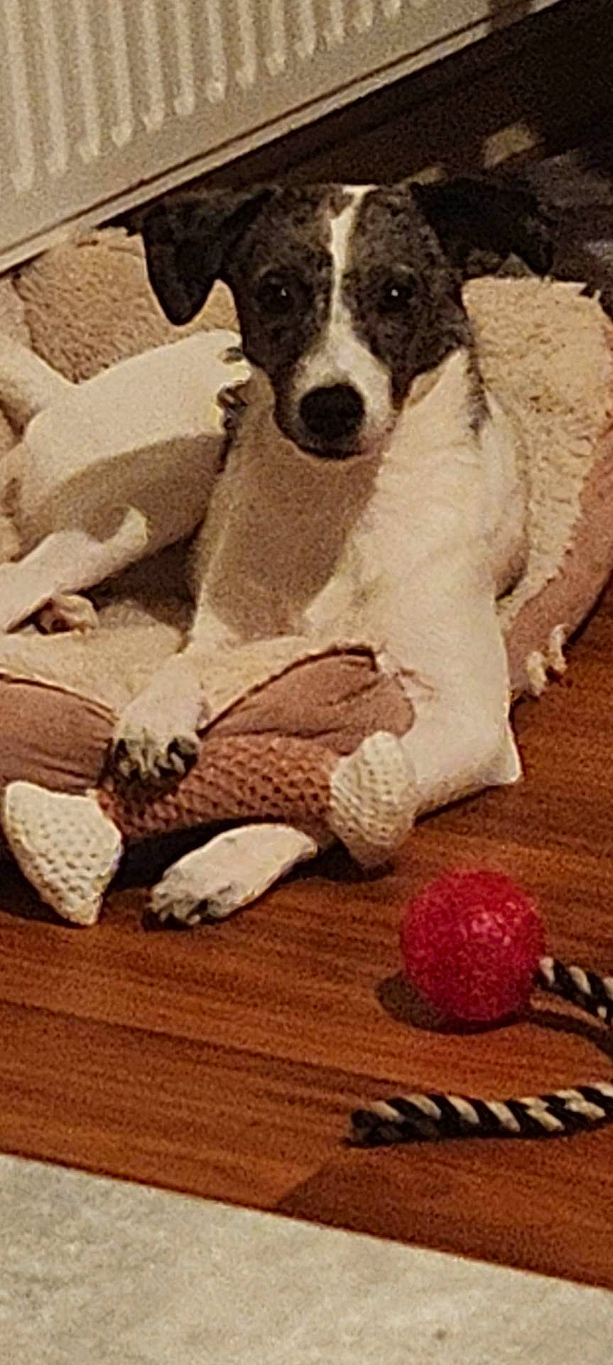 Tyna participe au concours pour gagner de l'argent avec cette photo : art, ball, carnivore, comfort, companion_dog, dog, dog_breed, flooring, hardwood, linens, mammal, snout, sports_equipment, stuffed_toy, terrier, toy, toy_dog, water, wood, working_animal