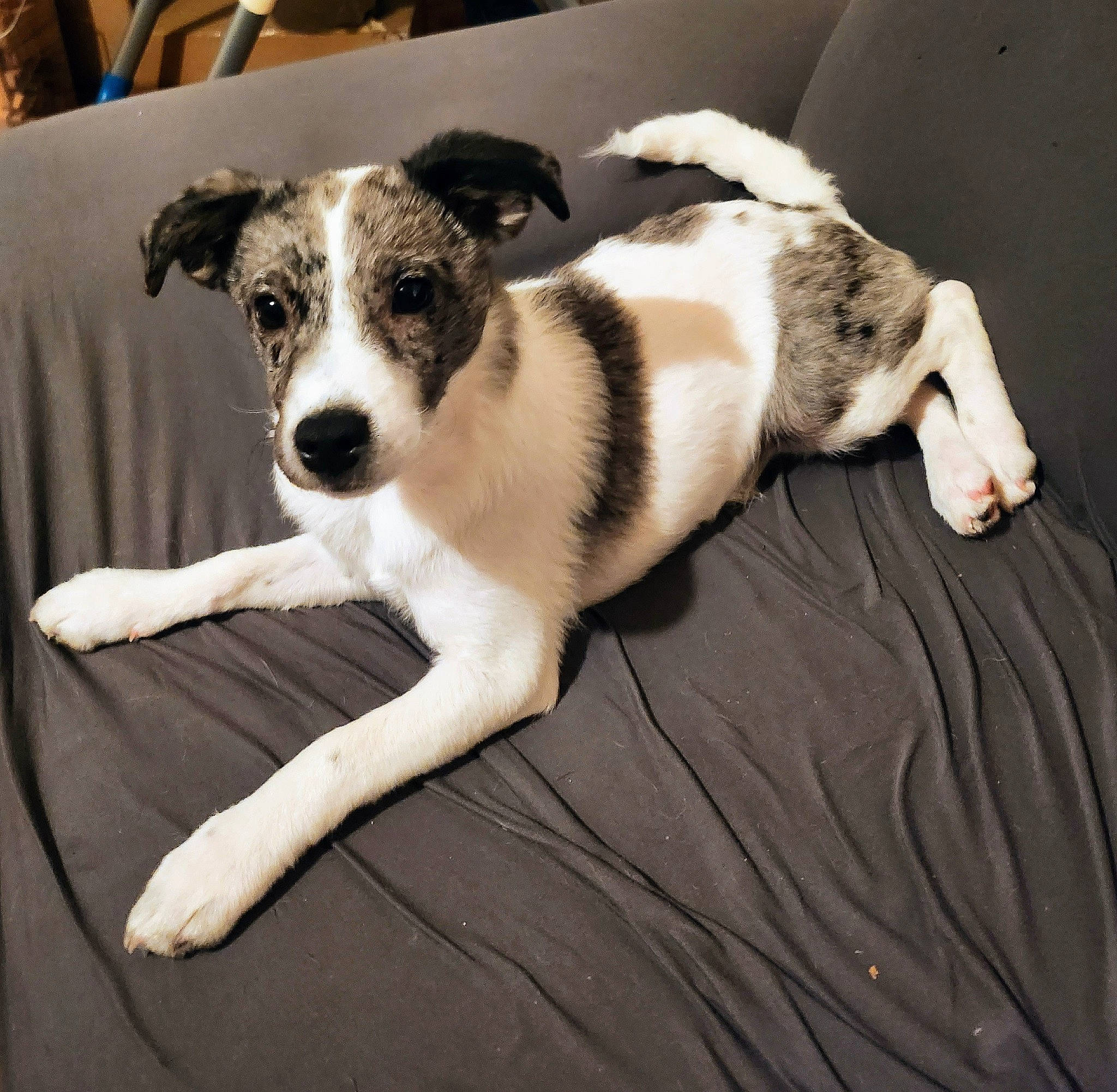 Tyna a rejoint le concours — aidez-le/la à gagner de superbes lots ! canidae, carnivore, chair, collar, comfort, companion_dog, dog, dog_breed, flooring, fur, paw, puppy, snout, sporting_group, tail, terrestrial_animal, terrier, whiskers, working_animal, working_dog