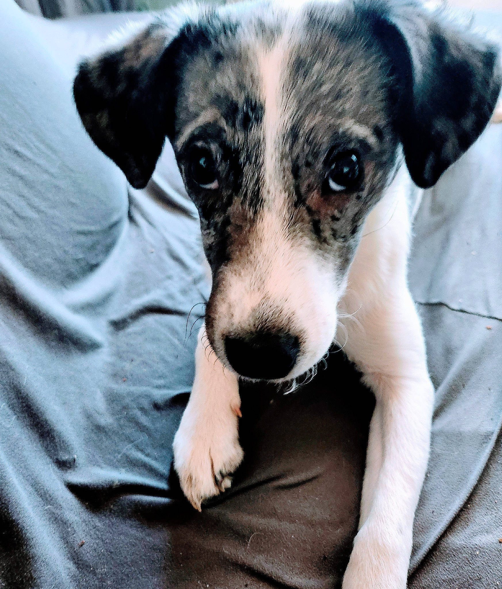 Tyna participe au concours pour gagner de l'argent avec cette photo : canidae, carnivore, companion_dog, dog, dog_breed, paw, photography, puppy, sporting_group, street_dog, terrestrial_animal, terrier, toy_dog, whiskers, working_animal