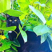 Panther is registered to the contest to win money with this photo: black_cat, cat, animal, pet, yellow_eyes, green_leaves, foliage, nature, outdoor, plant, leaf, branch, closeup, curious, stealthy, wildlife, mammal, tree, shade, garden