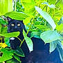 black_cat, cat, animal, pet, yellow_eyes, green_leaves, foliage, nature, outdoor, plant, leaf, branch, closeup, curious, stealthy, wildlife, mammal, tree, shade, garden