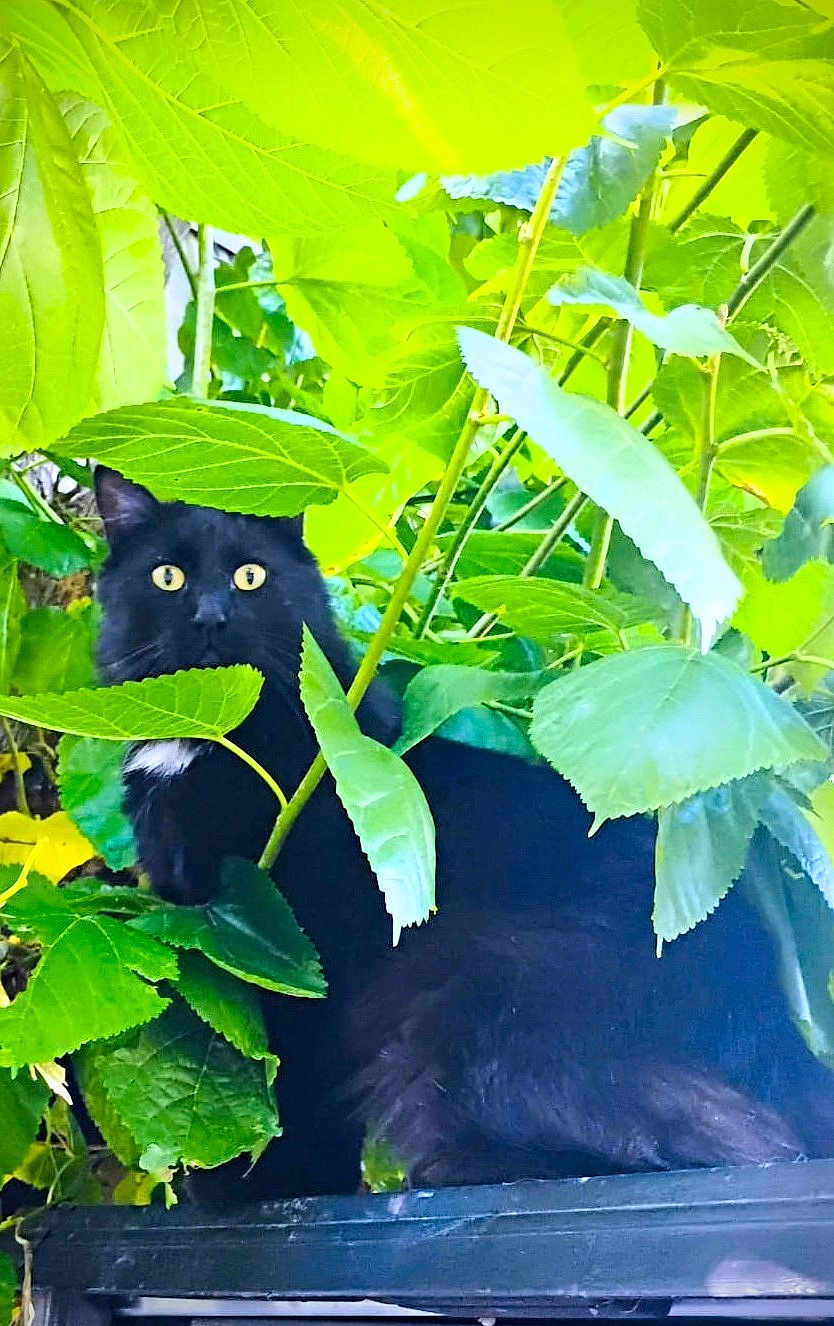 Panther