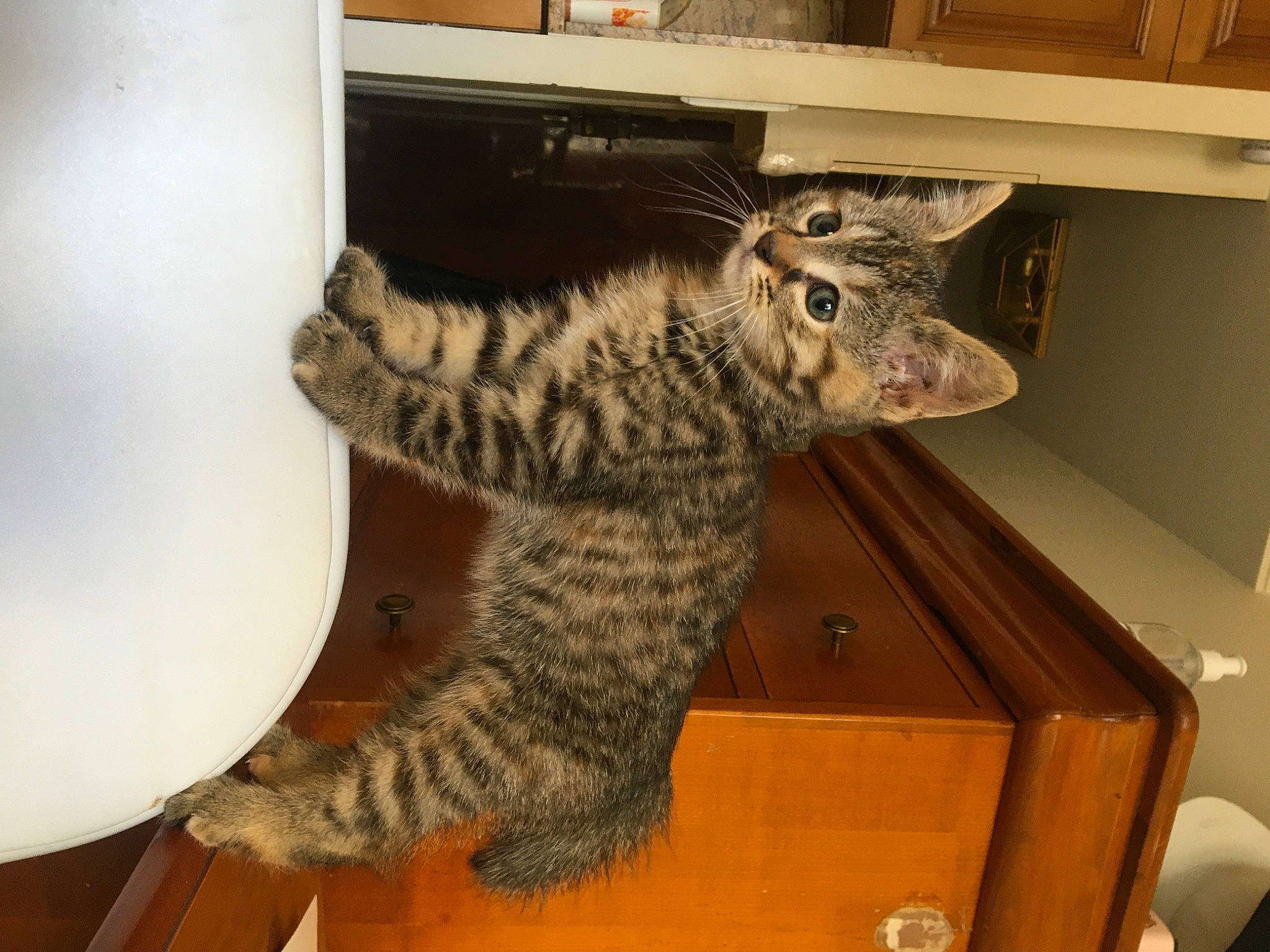 Memphis participe au concours pour gagner de l'argent avec cette photo : american_shorthair, asian, california_spangled, carnivore, cat, domestic_short_haired_cat, dragon_li, egyptian_mau, european_shorthair, felidae, fur, mammal, ocicat, pixie_bob, savannah, small_to_medium_sized_cats, tabby_cat, tail, vertebrate, whiskers