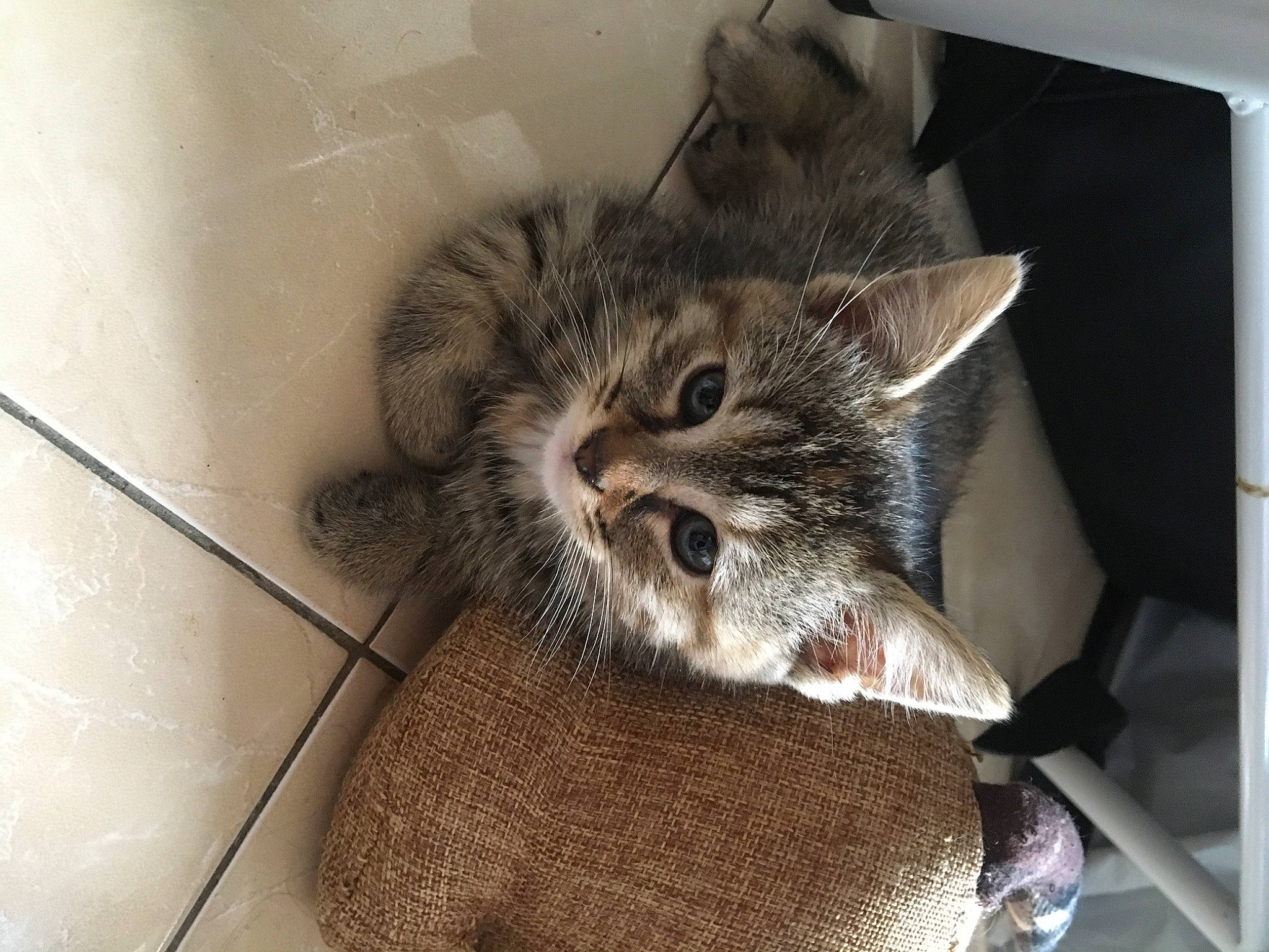 Memphis participe au concours pour gagner de l'argent avec cette photo : american_shorthair, asian, california_spangled, carnivore, cat, domestic_short_haired_cat, dragon_li, egyptian_mau, european_shorthair, felidae, fur, kitten, mammal, pixie_bob, small_to_medium_sized_cats, snout, tabby_cat, whiskers