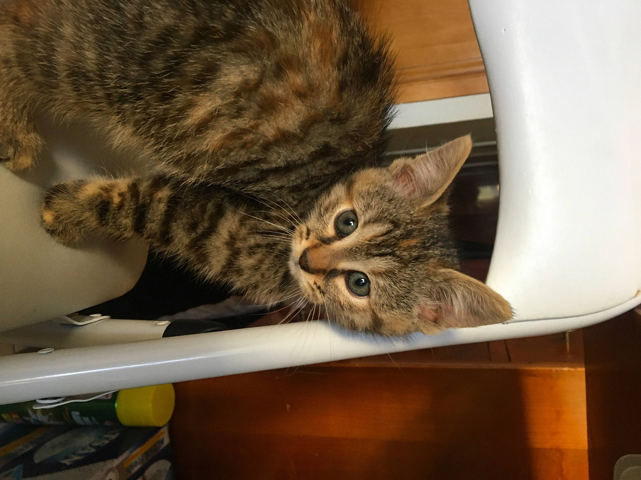 Memphis participe au concours pour gagner de l'argent avec cette photo : american_shorthair, asian, california_spangled, carnivore, cat, domestic_short_haired_cat, dragon_li, european_shorthair, felidae, fur, kitten, kurilian_bobtail, mammal, ocicat, pixie_bob, small_to_medium_sized_cats, tabby_cat, toyger, whiskers, wild_cat