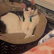 Keeper is registered to the contest to win money with this photo: cat, pet_bed, indoor, feline, animal, white_and_gray_cat, collar, green_tag, resting, curious, soft_bed, plastic_wrapping, carpet, cozy, domestic_cat, cute, relaxed, fur, whiskers, ears