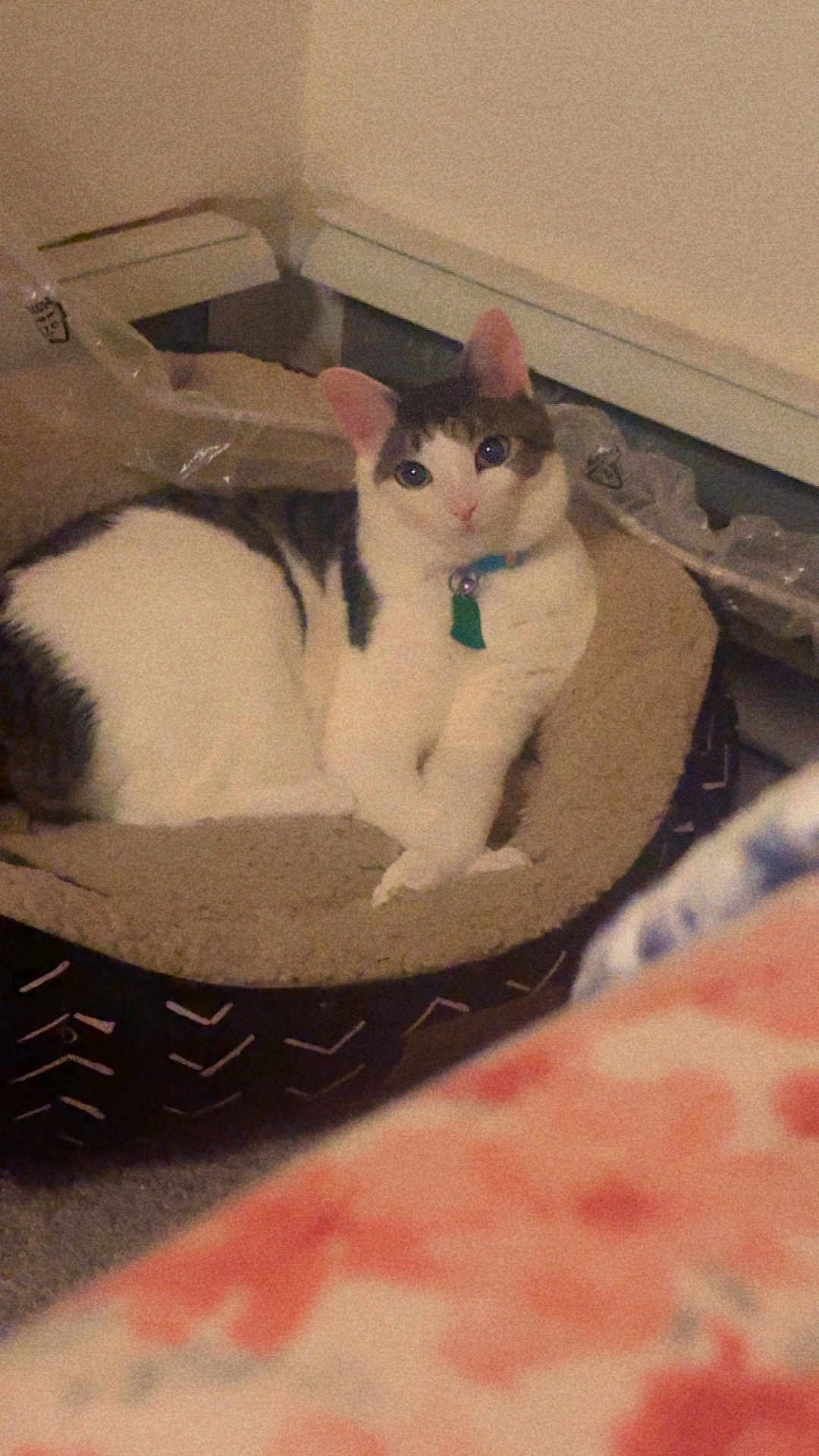 Keeper is registered to the contest to win money with this photo: cat, pet_bed, indoor, feline, animal, white_and_gray_cat, collar, green_tag, resting, curious, soft_bed, plastic_wrapping, carpet, cozy, domestic_cat, cute, relaxed, fur, whiskers, ears